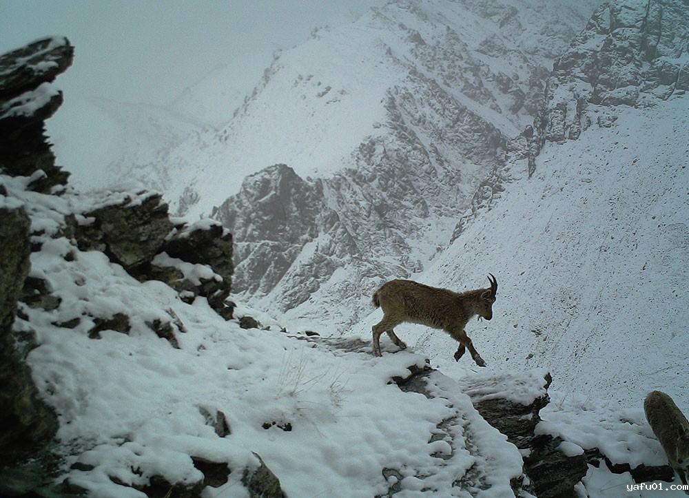 北山羊-荒野新疆“追兽组”