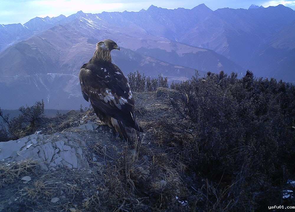金雕-北京大学 四川卧龙国家级自然保护区