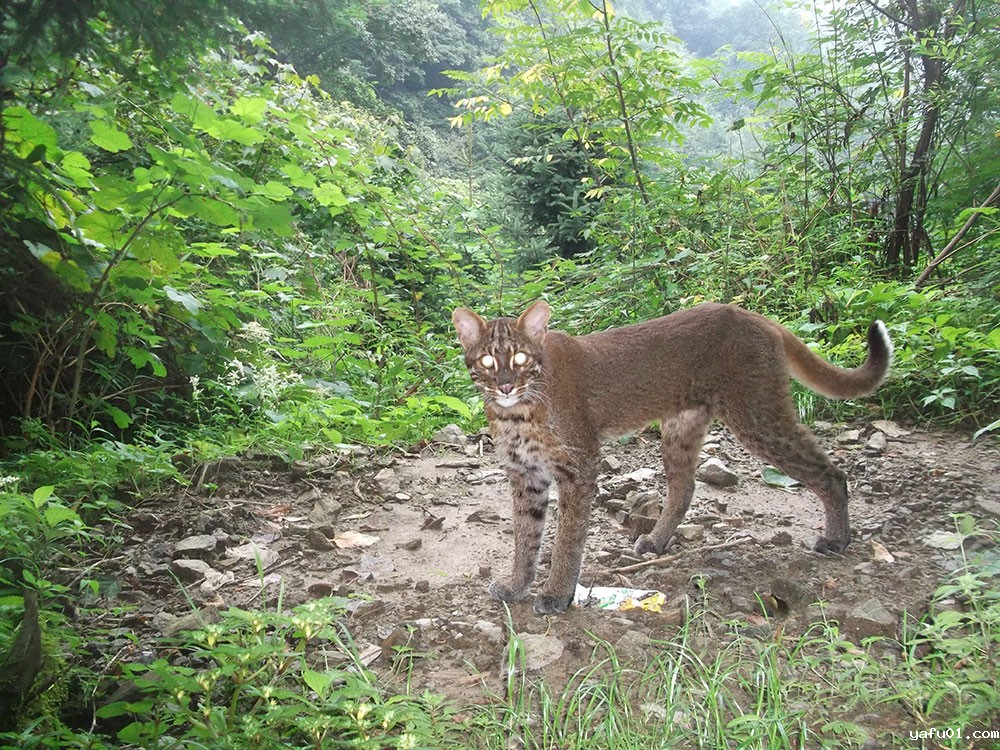 金猫-北京大学 老河沟自然保护区