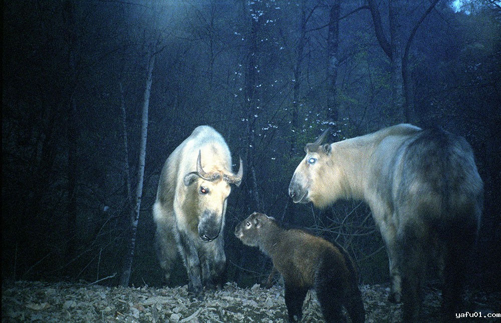 扭角羚-北京大学 四川唐家河国家级自然保护区