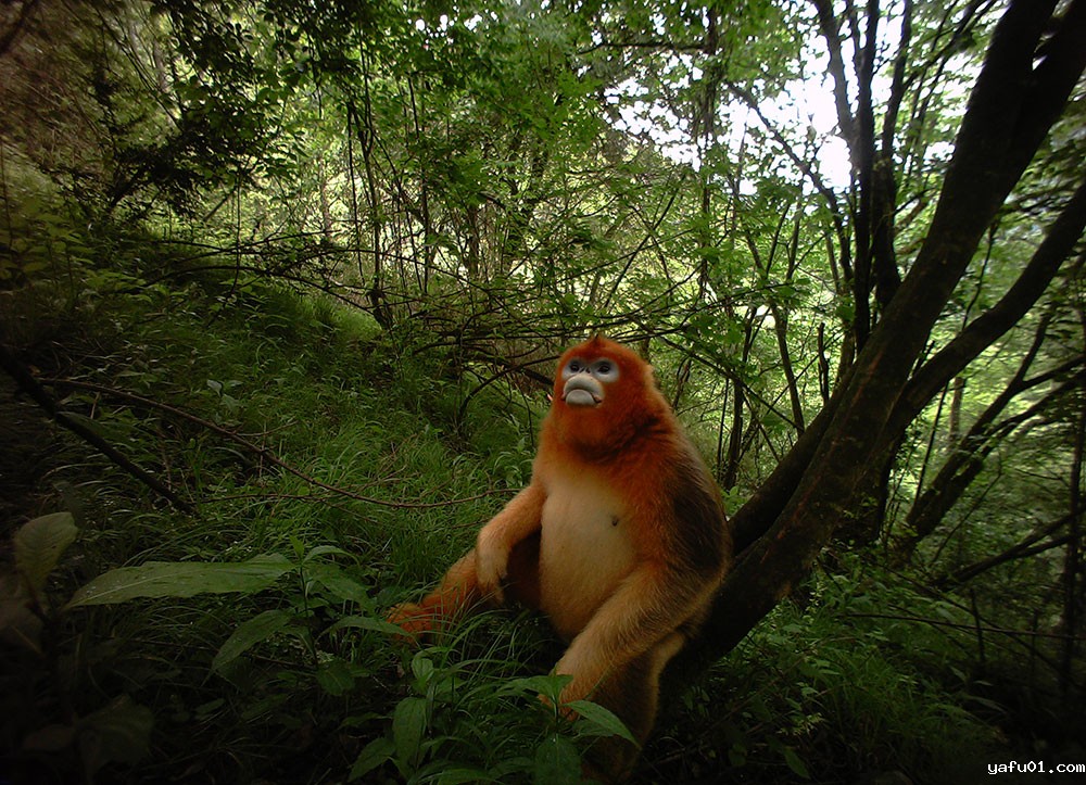 川金丝猴-北京大学 四川省小河沟自然保护区