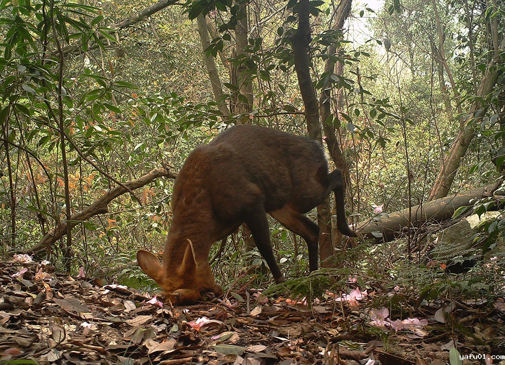 黑麂-中科院植物所 浙江古田山国家级自然保护区