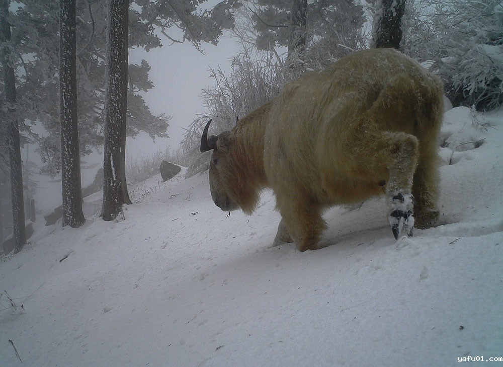 羚牛-陕西皇冠山省级自然保护区