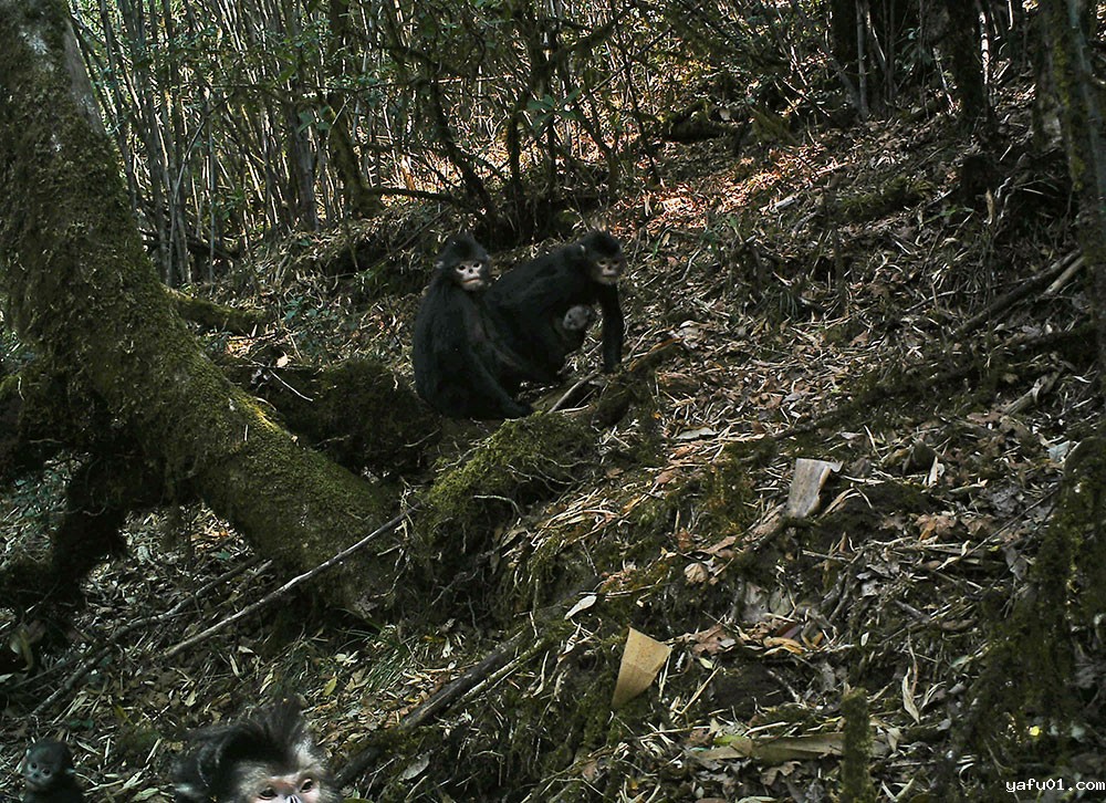 怒江金丝猴-中南林业科技大学 中国科学院动物研究所