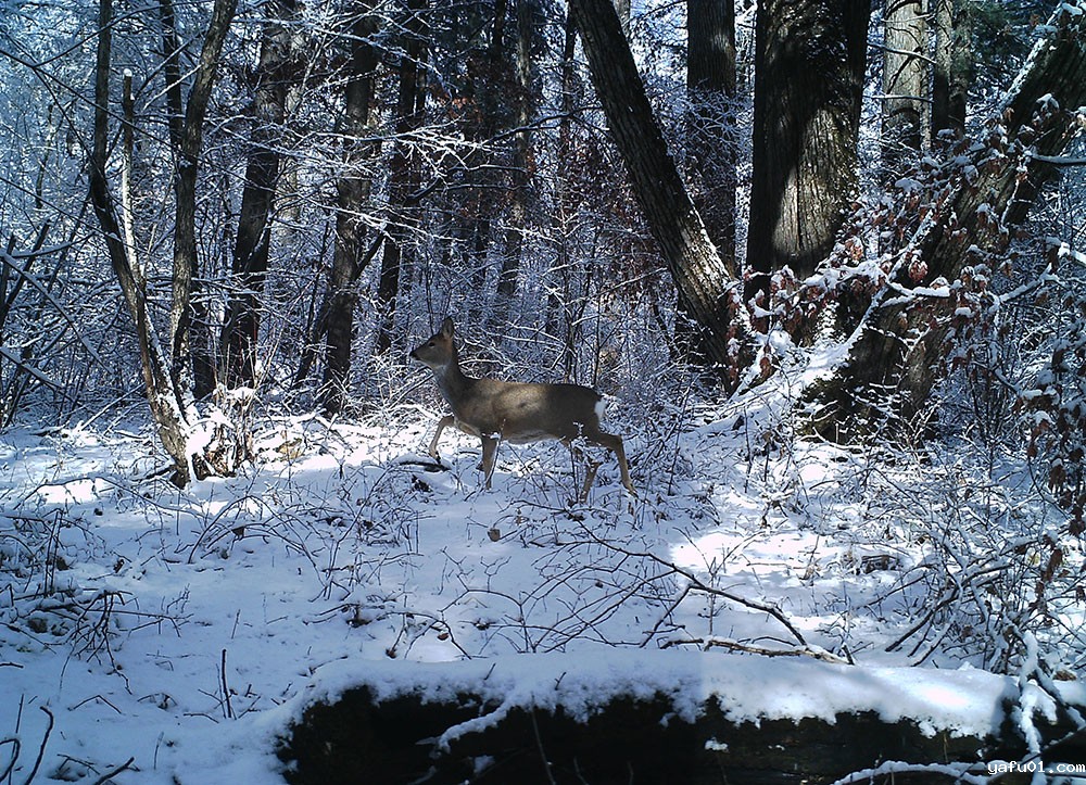 狍子-吉林长白山国家级自然保护区