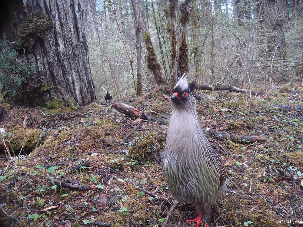 血雉-北京大学 四川省王朗国家级自然保护区