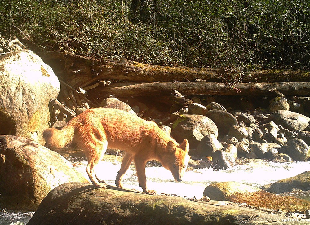 雨林里的豺-西藏生物影像调查（TBIS）机构