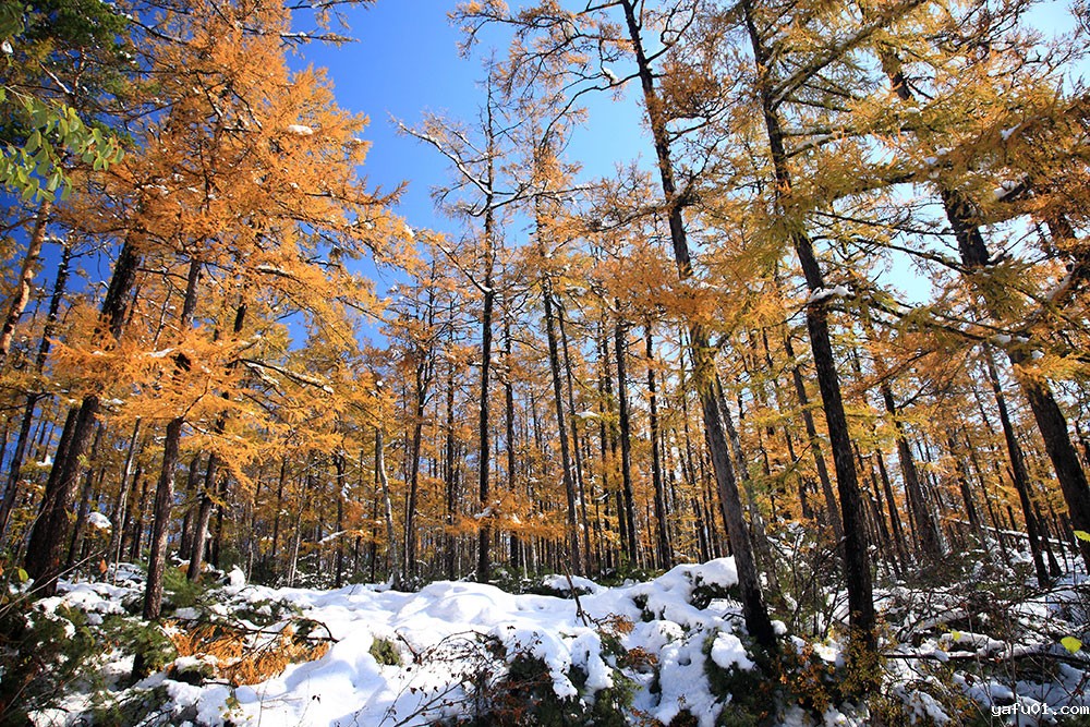 刘兆明-秋林雪韵