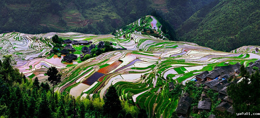 加榜梯田-蒋仁敏