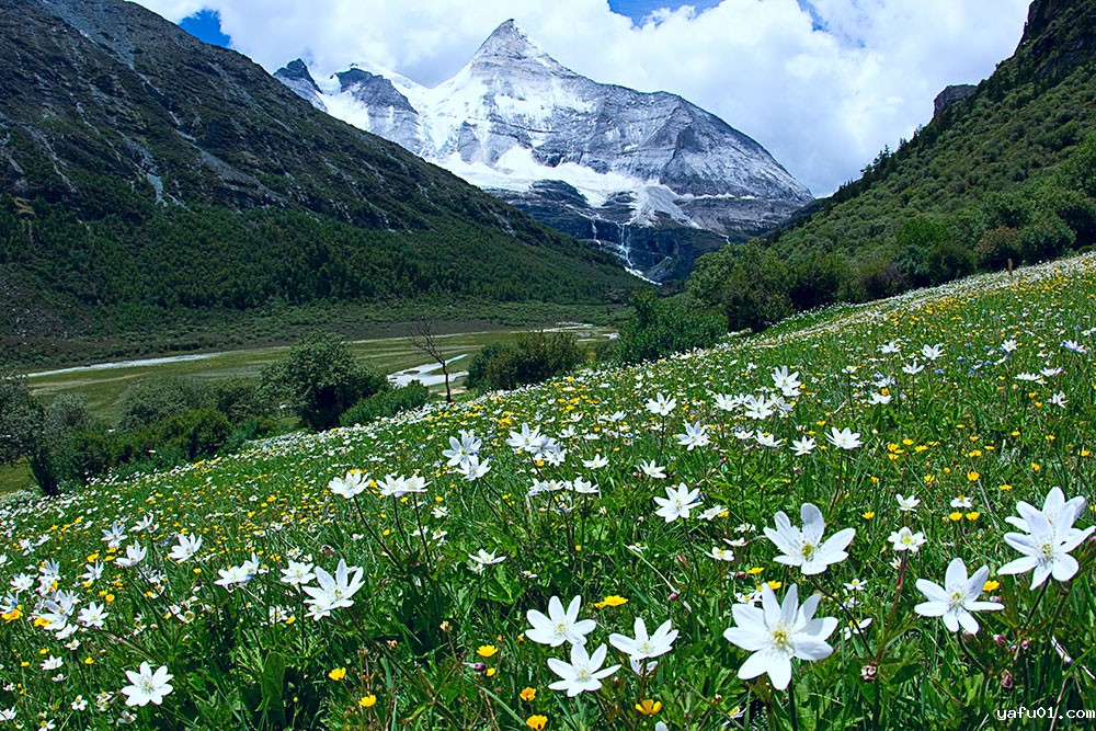 雪山与银莲花-彭建生