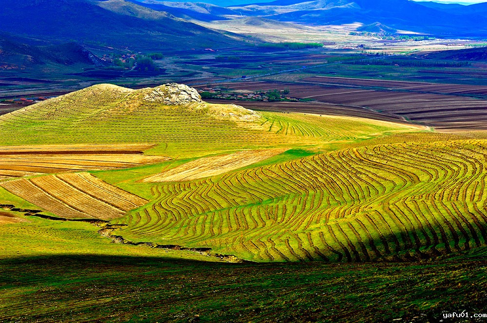 绿色的希望-贾兆杰