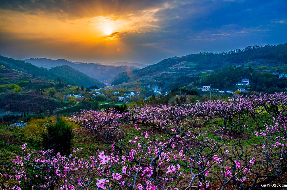 梦里花开樱桃沟-柯常武