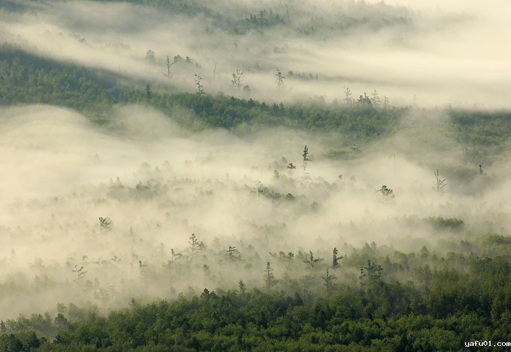 郭平义—林海晨雾