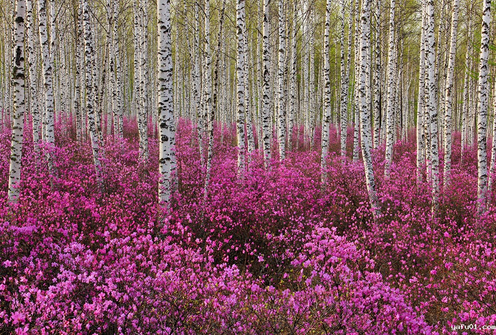 郭平义—兴安杜鹃