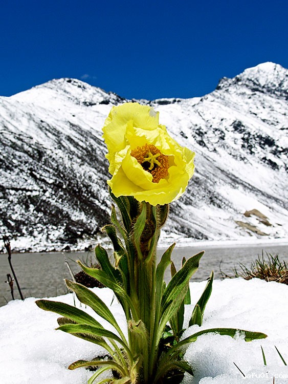 全缘叶绿绒蒿-周小林