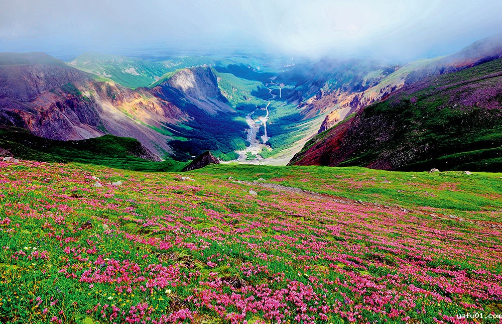 苞叶杜鹃-朴龙国