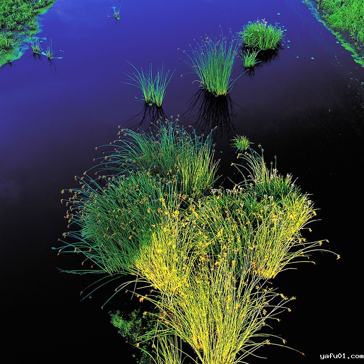 湿地挺水植物      《水葱 》