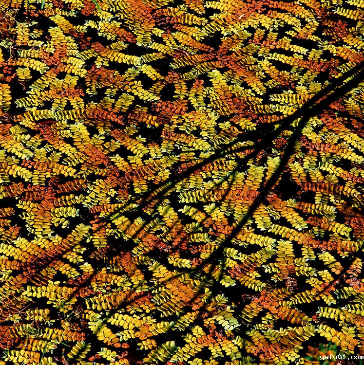 庄艳平-湿地浮水植物    《槐叶萍》