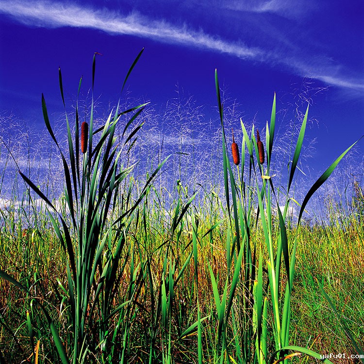 庄艳平湿地挺水植物      《宽叶香蒲》
