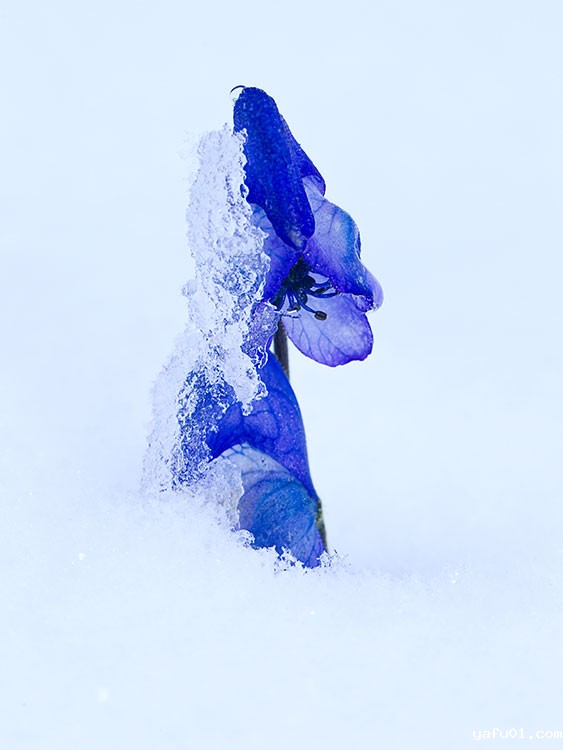 美丽乌头-彭建生