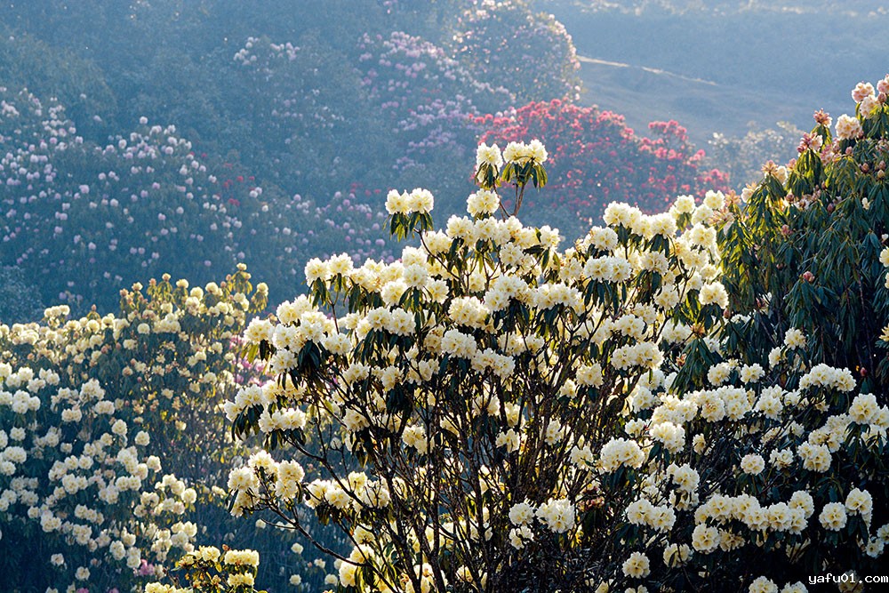 露珠杜鹃花海-邓强