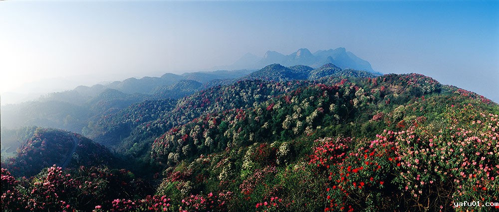 高原的杜鹃-李贵云