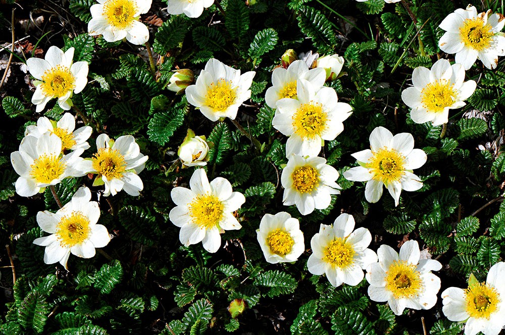 周繇-宽叶仙女木植株（花期）