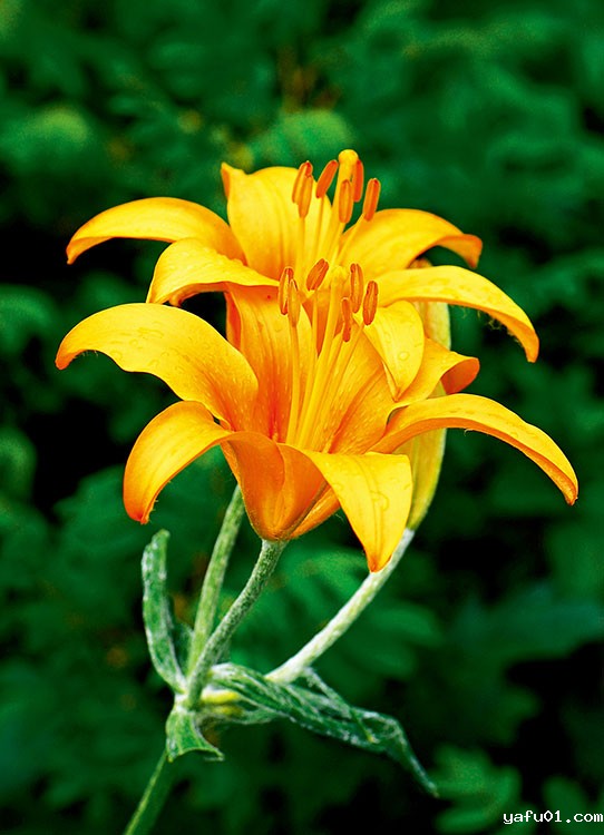 周繇-毛百合花（黄色）