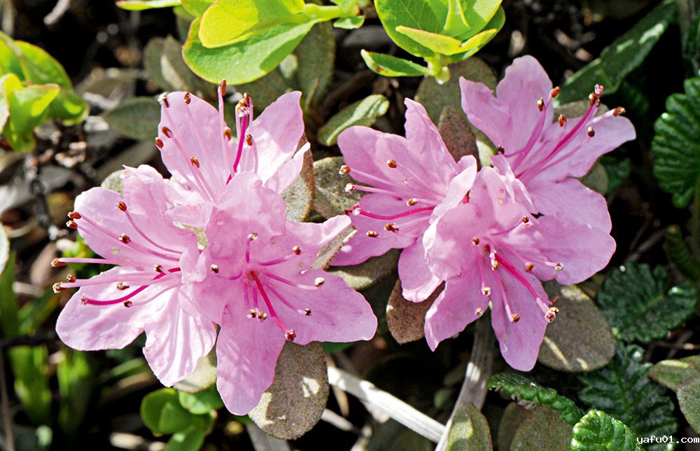 周繇-毛毡杜鹃花（浅粉色）