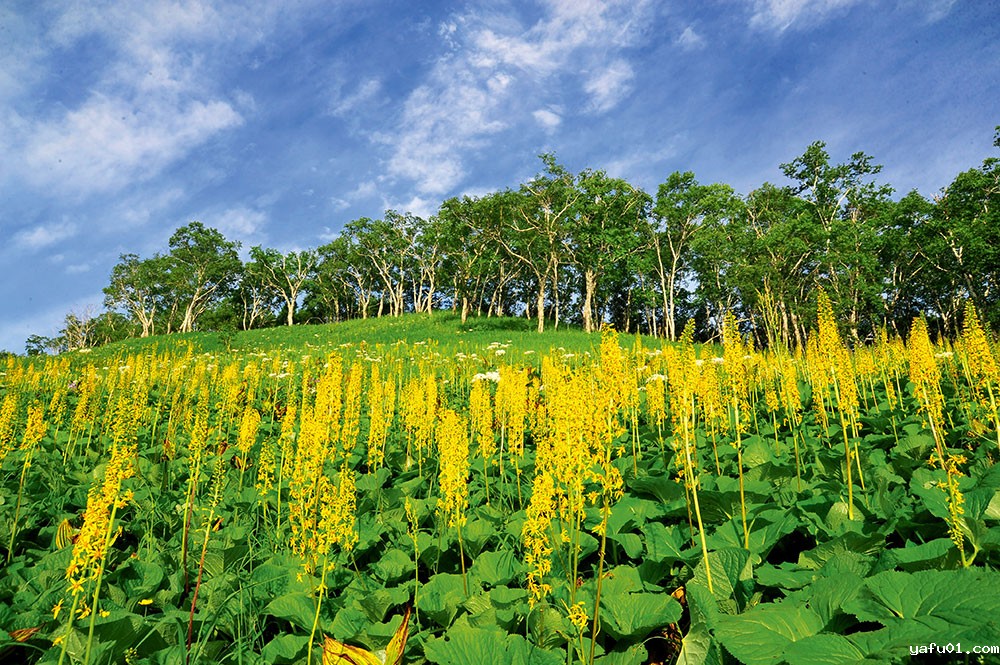 周繇-狭苞橐吾景观