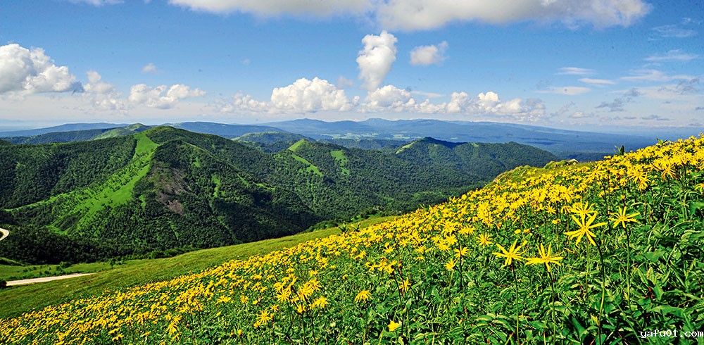 周繇--长白山橐吾景观