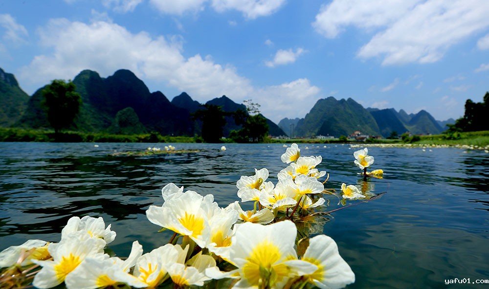 1.韦健康-海菜花