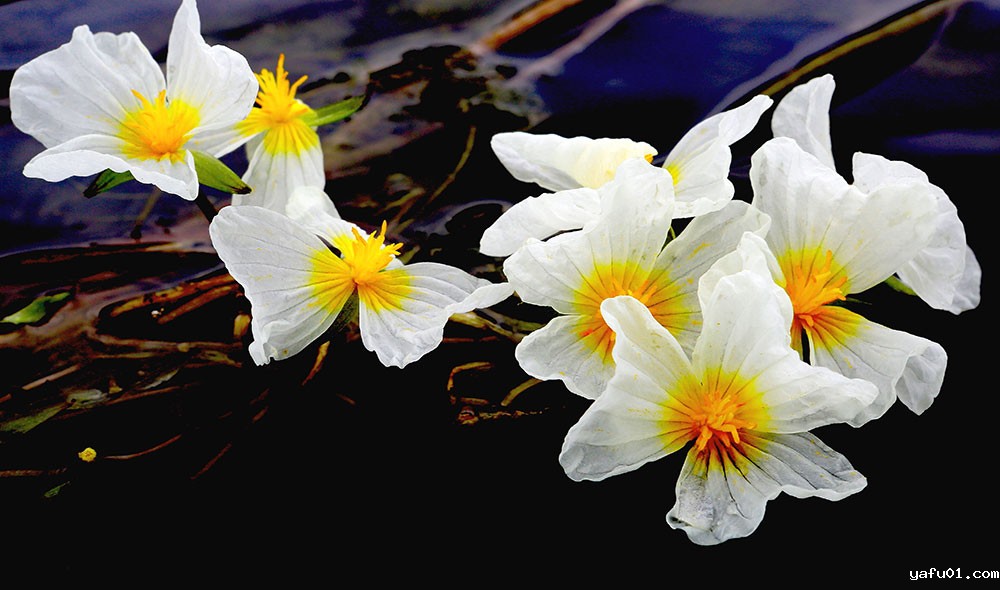 2.韦健康-海菜花