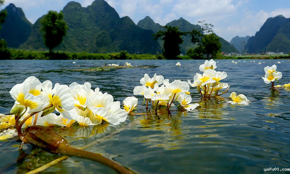 3.韦健康-海菜花