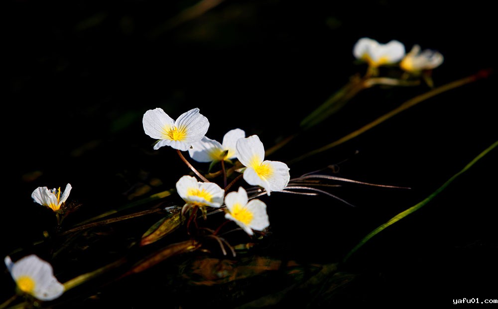 4.韦健康-海菜花