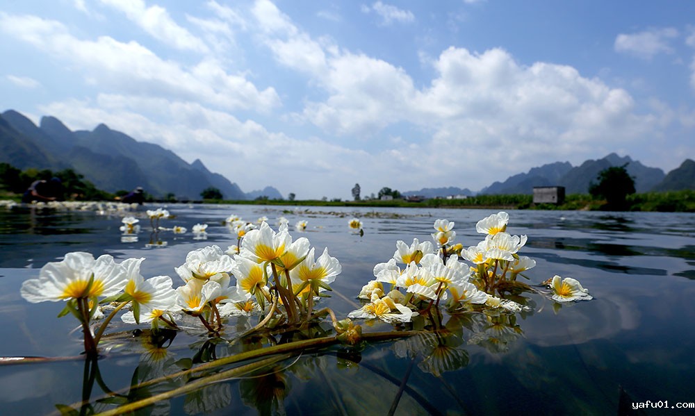 5.韦健康-海菜花