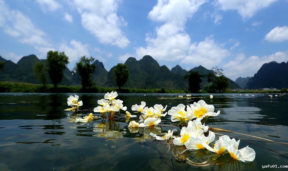 6.韦健康-海菜花