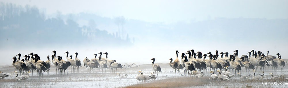 快乐家族-张维影