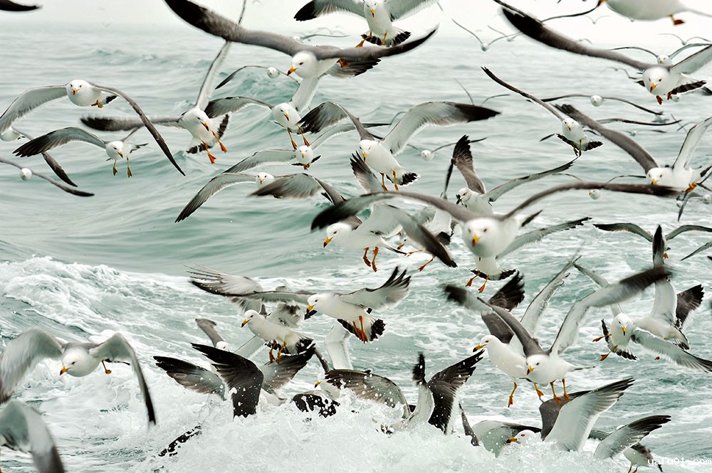 群舞的海鸥-郝海云