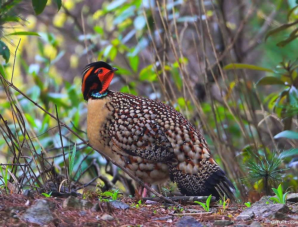 林中角雉-熊书林