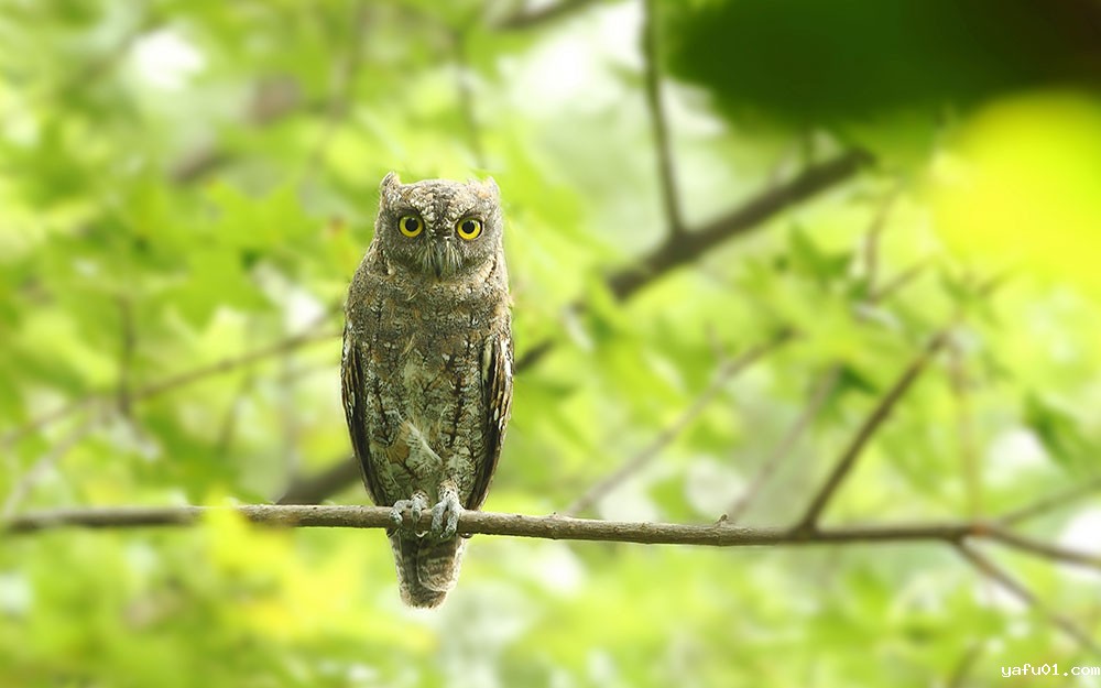 宋会强-东方角鸮