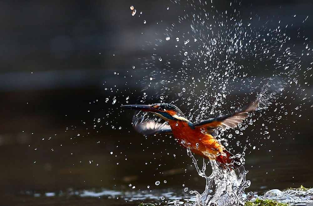 宋会强-水花飞溅