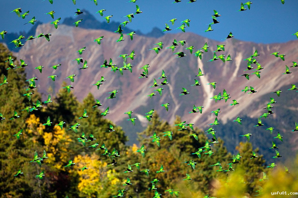 大紫胸鹦鹉-彭建生