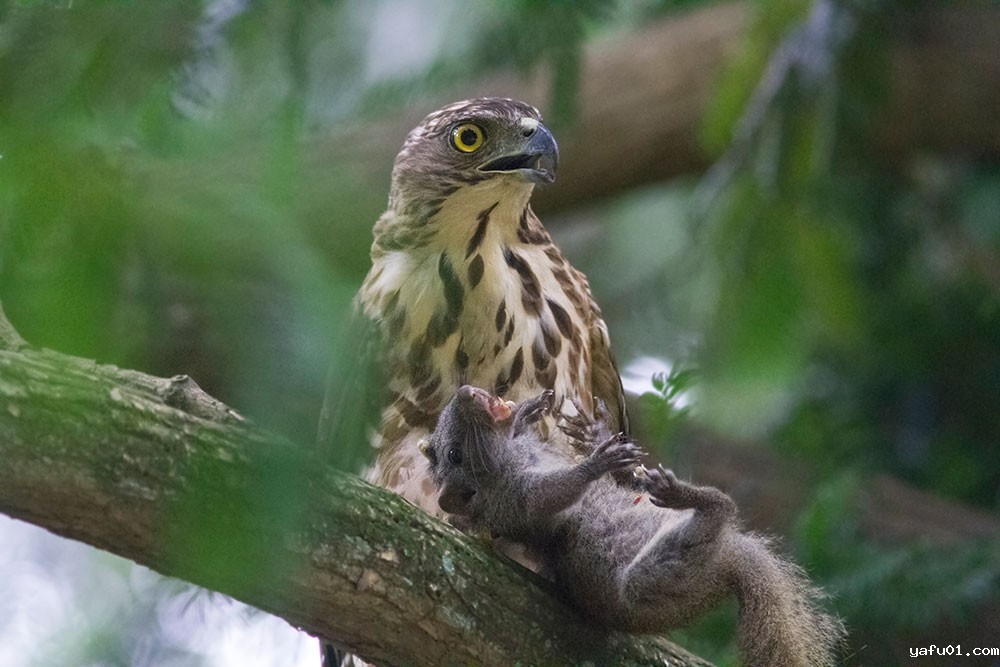 凤头鹰与猎物-郭小诺