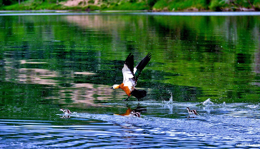 故乡之恋-贾兆杰