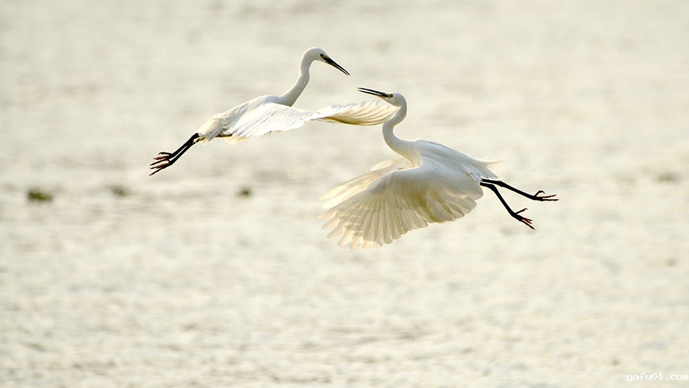 浦江白鹭-李恭璿