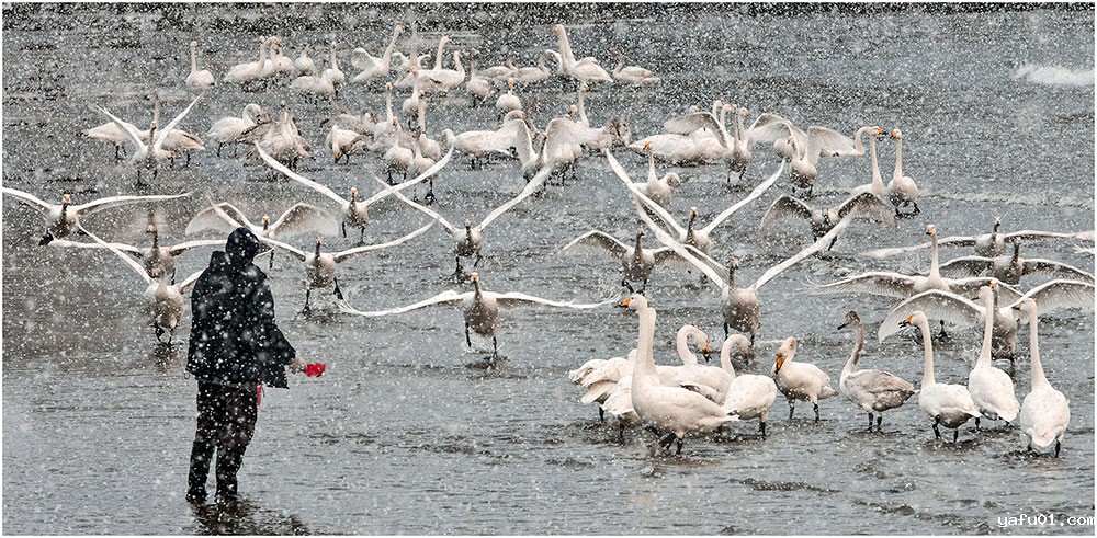 与鹅共舞-吉志祥