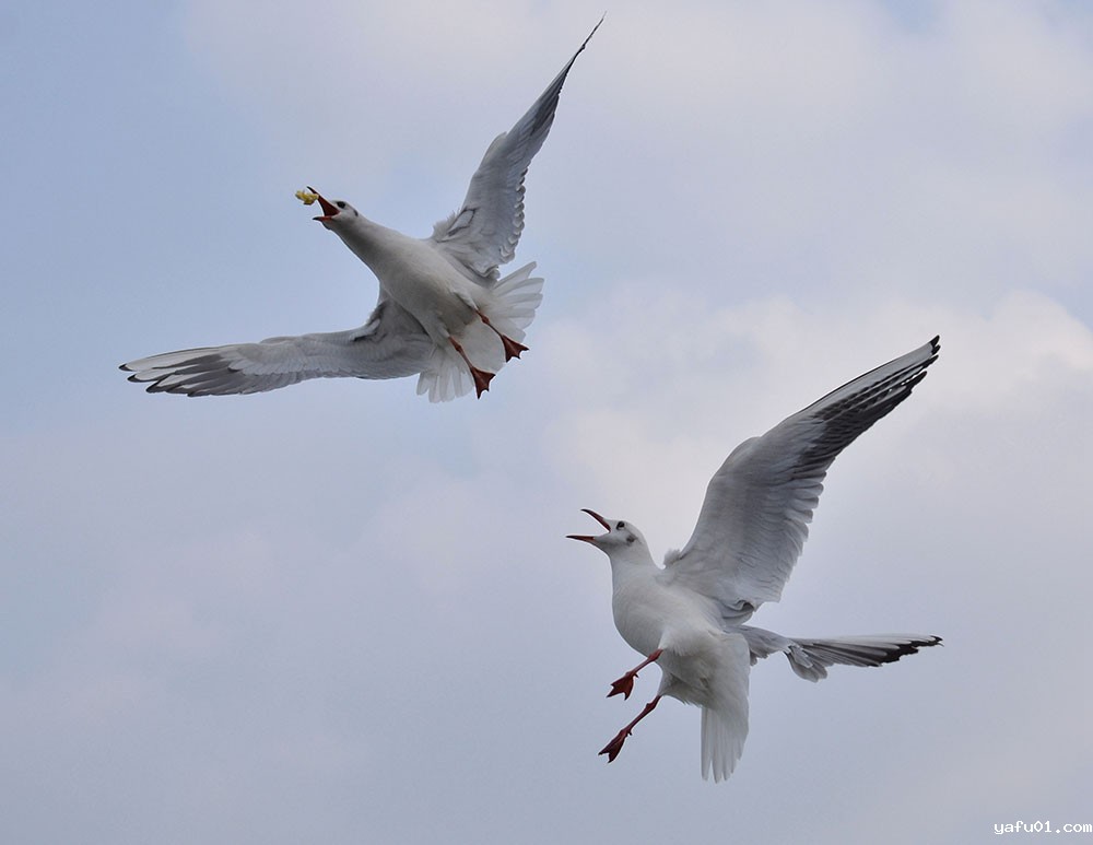 金广兴-空中夺食的红嘴鸥组图2