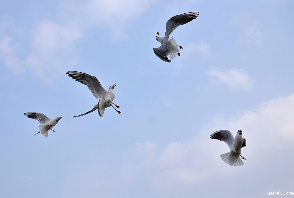 金广兴-空中夺食的红嘴鸥组图3