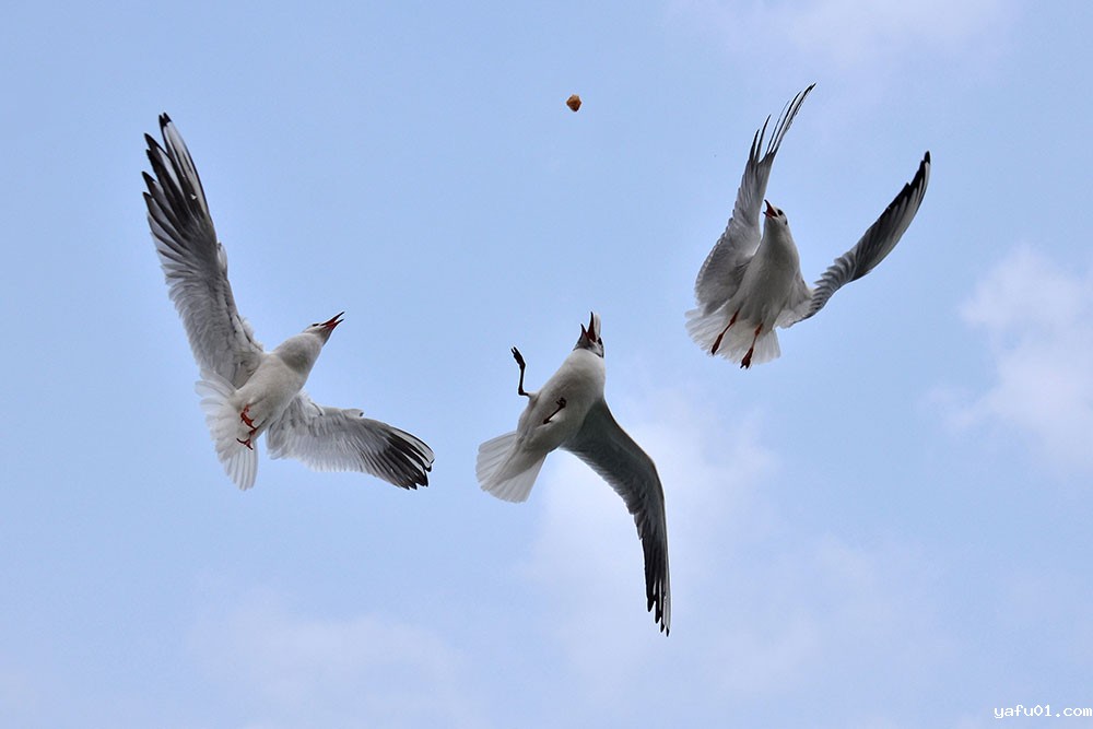 金广兴-空中夺食的红嘴鸥组图4